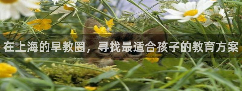天顺娱乐谌 66 6：在上海的早教圈，寻找最适合孩子的教育方案